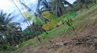 DIJUAL CEPAT TANAH MENARIK DAERAH PANDU MAPANGET, HARGA SANGAT MURAH
