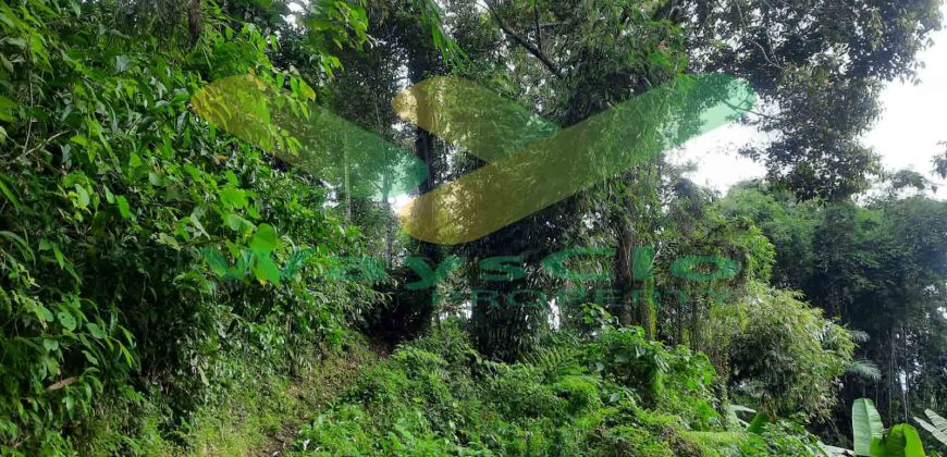 DIJUAL CEPAT TANAH CANTIK DAN STRATEGIS DAERAH TOMOHON, HARGA SANGAT MURAH
