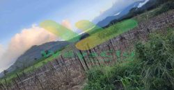 DIJUAL CEPAT TANAH CANTIK DAN MENARIK DAERAH TOMOHON, HARGA SANGAT MURAH