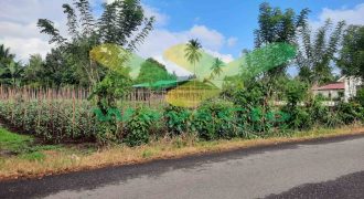 DIJUAL CEPAT TANAH CANTIK DAN MENARIK DAERAH TALAWAAN, HARGA SANGAT MURAH