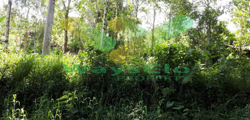 DIUAL CEPAT TANAH CANTIK DAN MENARIK DAERAH TOMOHON, HARGA SANGAT MURAH