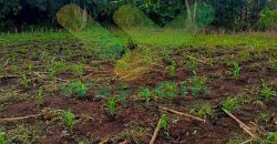 DI JUAL CEPAT TANAH CANTIK DAN MENARIK DAERAH TOMOHON, HARGA SANGAT MURAH