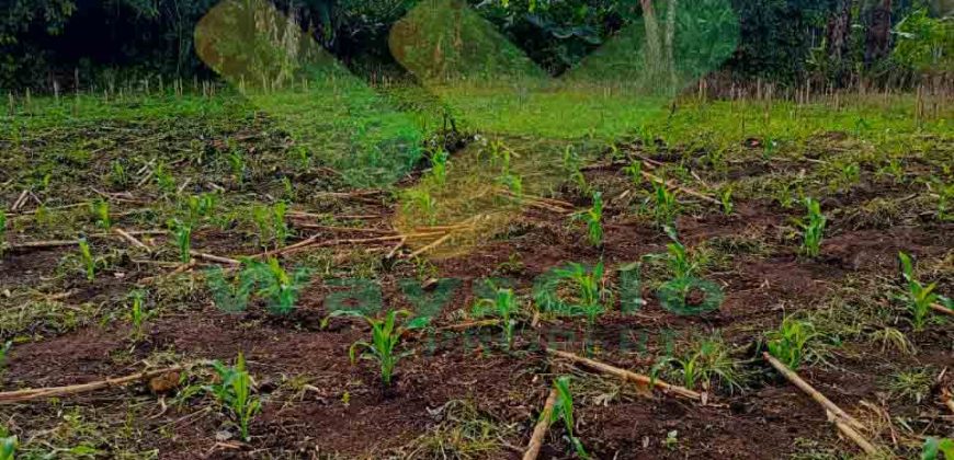 DI JUAL CEPAT TANAH CANTIK DAN MENARIK DAERAH TOMOHON, HARGA SANGAT MURAH